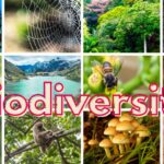 How Can an Increase in Biodiversity Lead to an Increase in Ecosystem Stability?