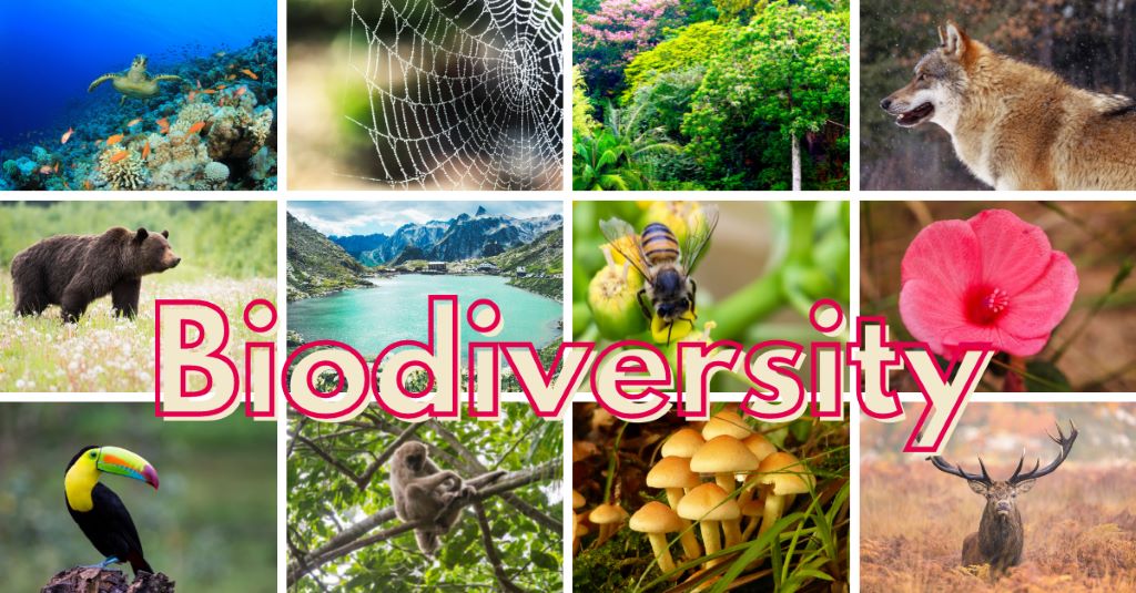 How Can an Increase in Biodiversity Lead to an Increase in Ecosystem Stability?