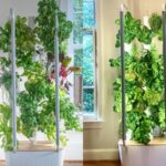 Vertical Gardening Indoors
