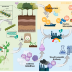 What are two ways that biotechnology has helped with the environment?