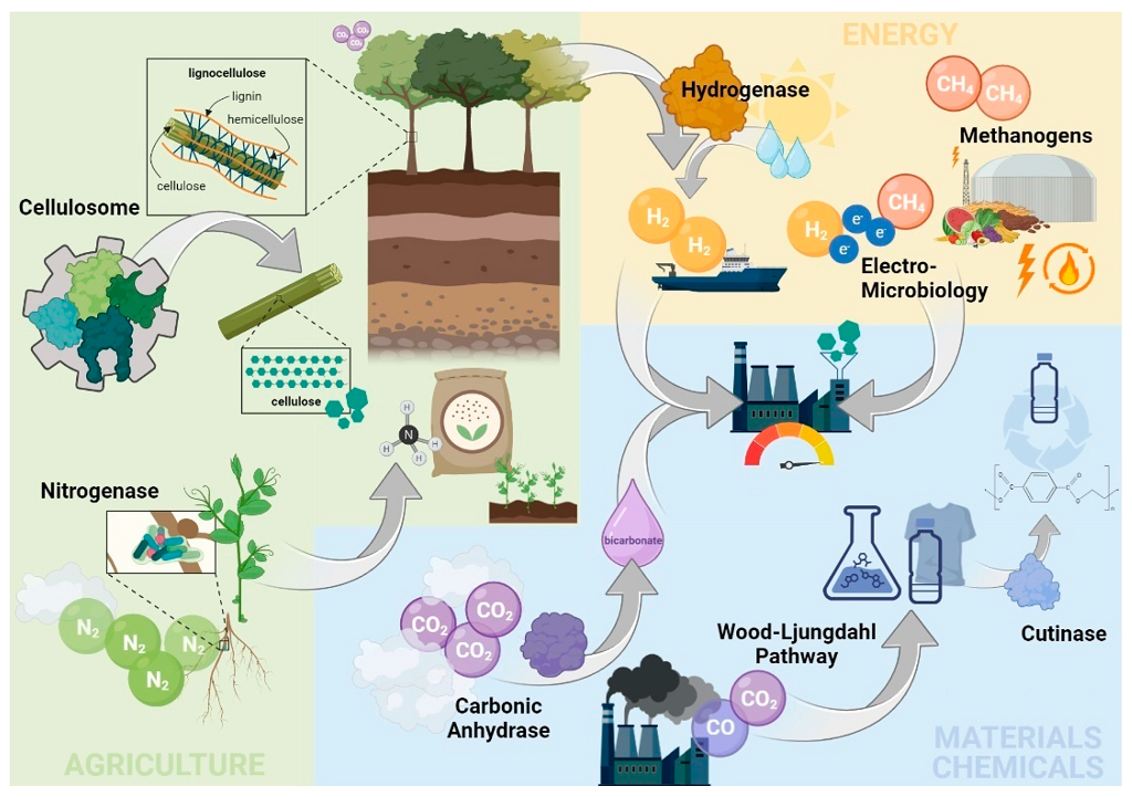 What are two ways that biotechnology has helped with the environment?