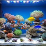 How to Save Money with Low Cost Reef Aquarium Tools at Home